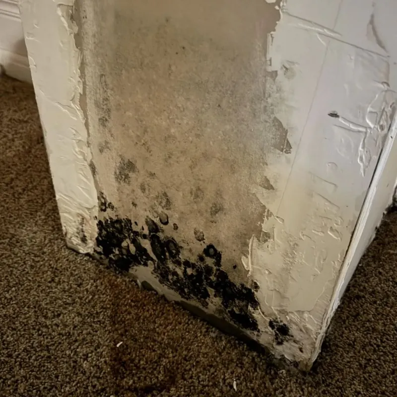 Professional Mold Removal in Sutton County, TX